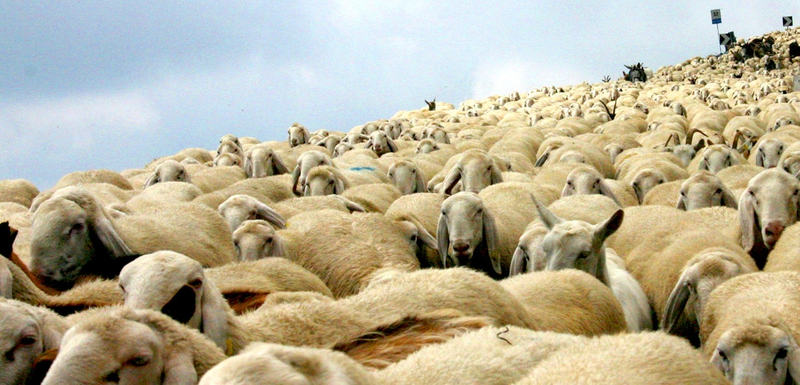 Illustration for article titled How Upvote/Downvote Sites like Reddit Breed Irrational Herd Behavior